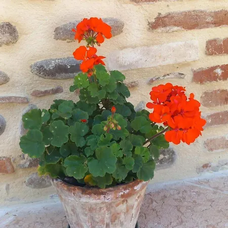 Ca Romi فولتا مانتوفانا